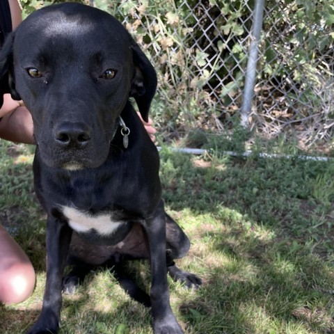 Aurora, an adoptable Black Labrador Retriever, Boxer in Idaho Falls, ID, 83405 | Photo Image 3