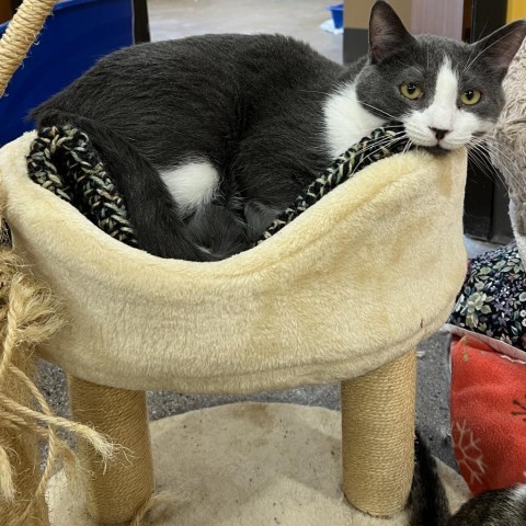 Ace, an adoptable Domestic Short Hair in Wadena, MN, 56482 | Photo Image 2