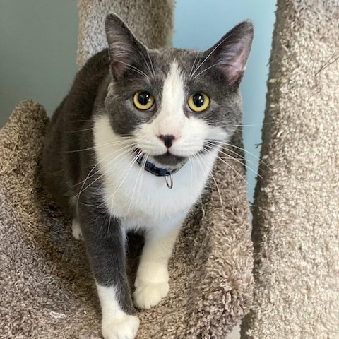 Ace, an adoptable Domestic Short Hair in Wadena, MN, 56482 | Photo Image 4