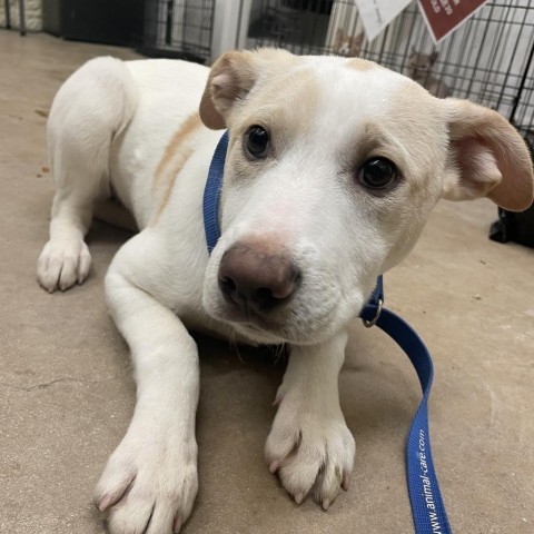 Lola, an adoptable Carolina Dog in Wadena, MN, 56482 | Photo Image 2