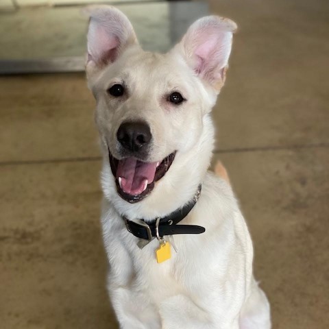 Titan, an adoptable German Shepherd Dog in Wadena, MN, 56482 | Photo Image 3