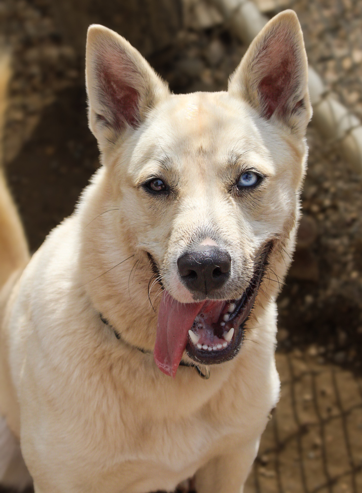 Penelope, an adoptable Mixed Breed in Bemidji, MN, 56601 | Photo Image 1