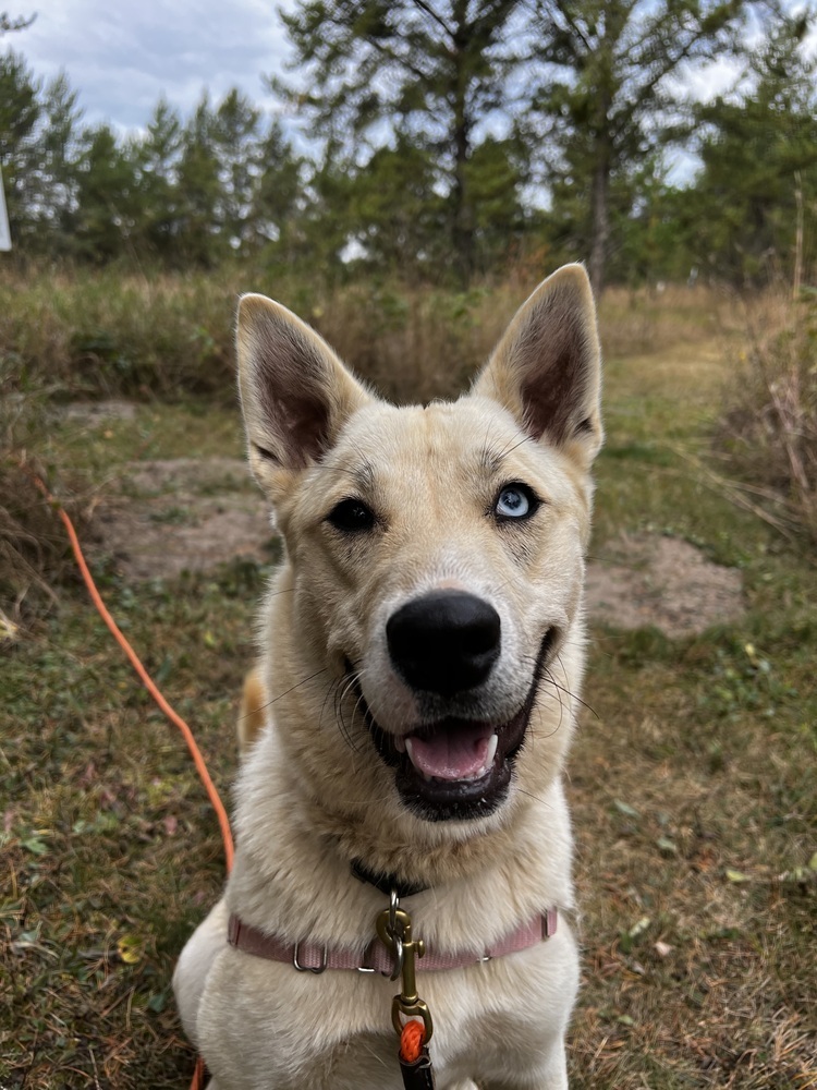 Penelope, an adoptable Mixed Breed in Bemidji, MN, 56601 | Photo Image 1