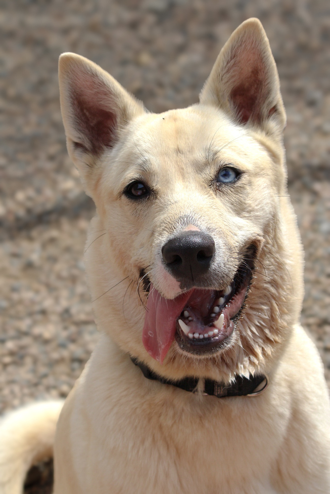 Penelope, an adoptable Mixed Breed in Bemidji, MN, 56601 | Photo Image 2