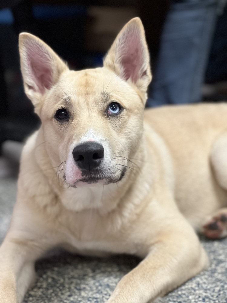 Penelope, an adoptable Mixed Breed in Bemidji, MN, 56601 | Photo Image 3