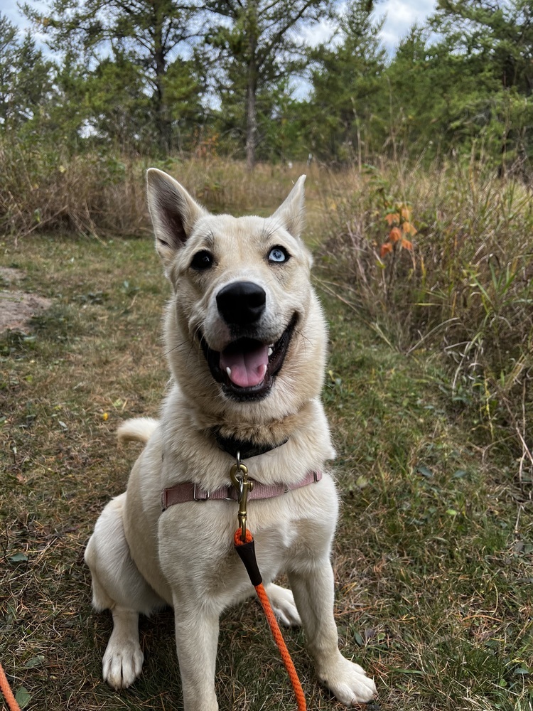 Penelope, an adoptable Mixed Breed in Bemidji, MN, 56601 | Photo Image 3