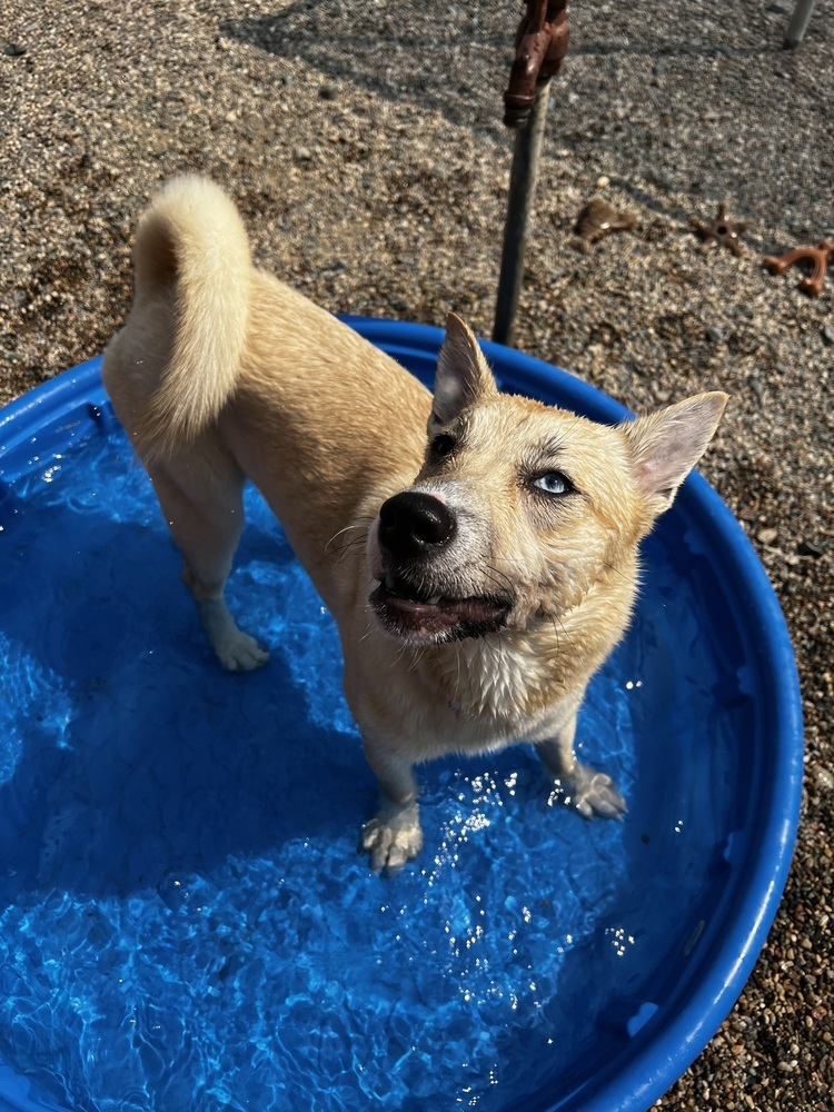 Penelope, an adoptable Mixed Breed in Bemidji, MN, 56601 | Photo Image 4