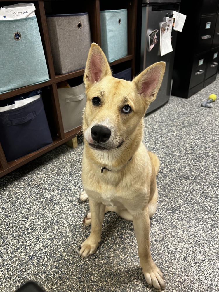 Penelope, an adoptable Mixed Breed in Bemidji, MN, 56601 | Photo Image 5