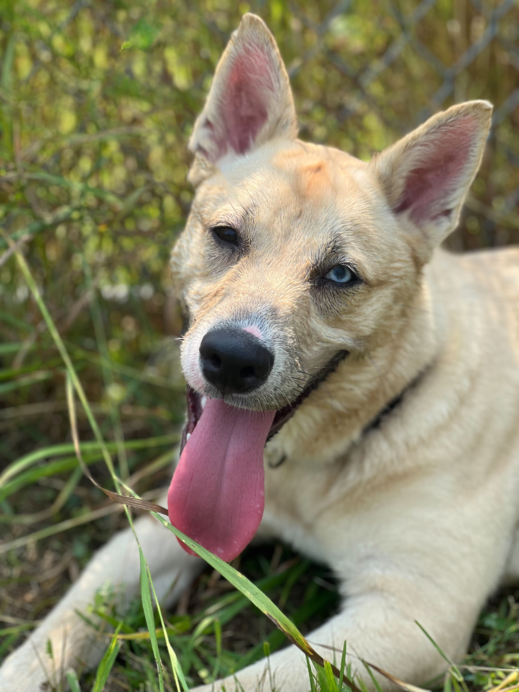 Penelope, an adoptable Mixed Breed in Bemidji, MN, 56601 | Photo Image 6