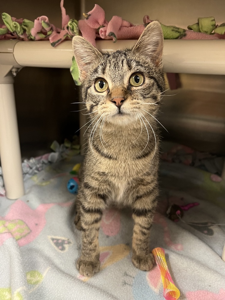 Mouse, an adoptable Domestic Short Hair in Bemidji, MN, 56601 | Photo Image 2