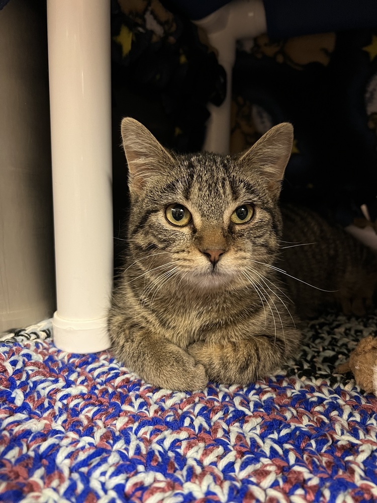 Mouse, an adoptable Domestic Short Hair in Bemidji, MN, 56601 | Photo Image 3