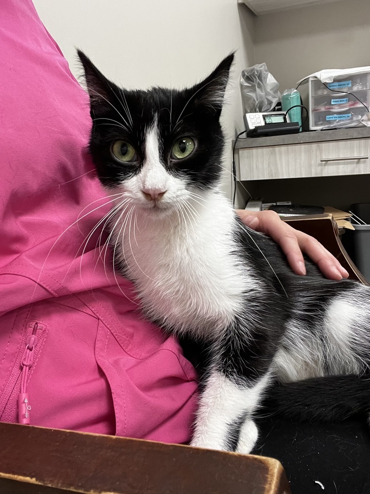 Siri, an adoptable Domestic Short Hair in Bemidji, MN, 56601 | Photo Image 1