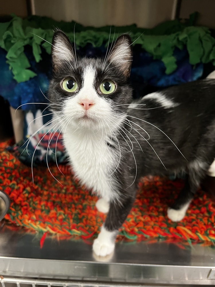 Siri, an adoptable Domestic Short Hair in Bemidji, MN, 56601 | Photo Image 1