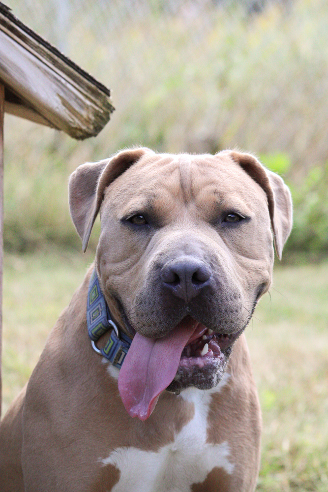 Henny, an adoptable Mixed Breed in Bemidji, MN, 56601 | Photo Image 1