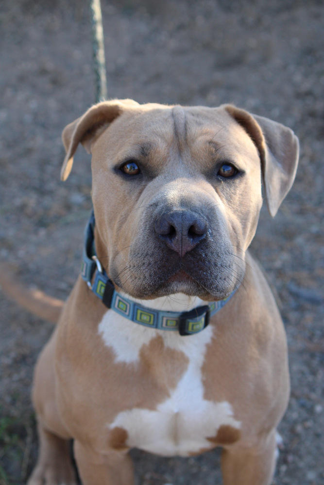 Henny, an adoptable Mixed Breed in Bemidji, MN, 56601 | Photo Image 1