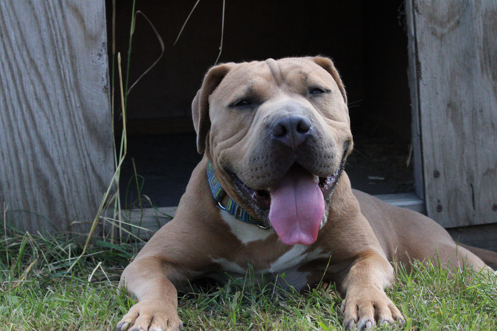 Henny, an adoptable Mixed Breed in Bemidji, MN, 56601 | Photo Image 2