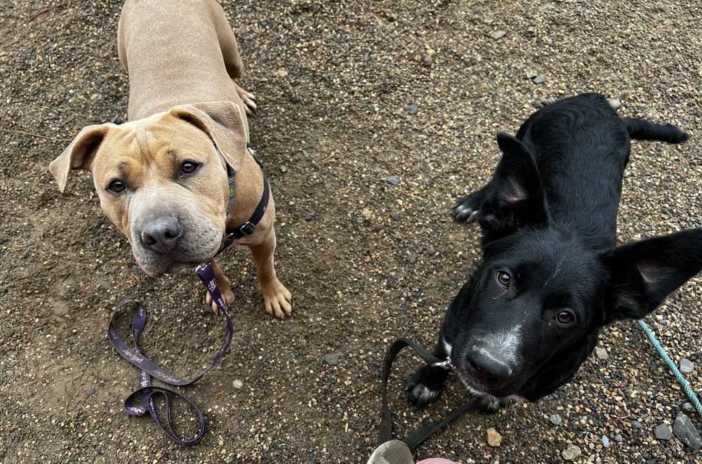 Henny, an adoptable Mixed Breed in Bemidji, MN, 56601 | Photo Image 2