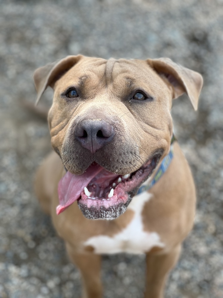 Henny, an adoptable Mixed Breed in Bemidji, MN, 56601 | Photo Image 3