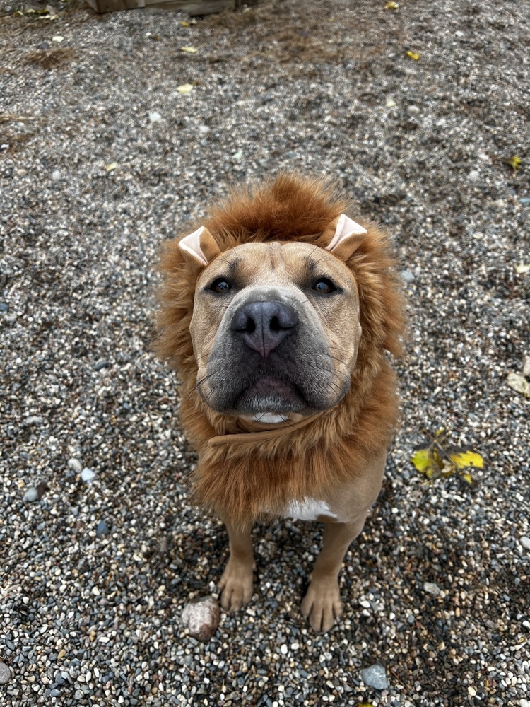 Henny, an adoptable Mixed Breed in Bemidji, MN, 56601 | Photo Image 3