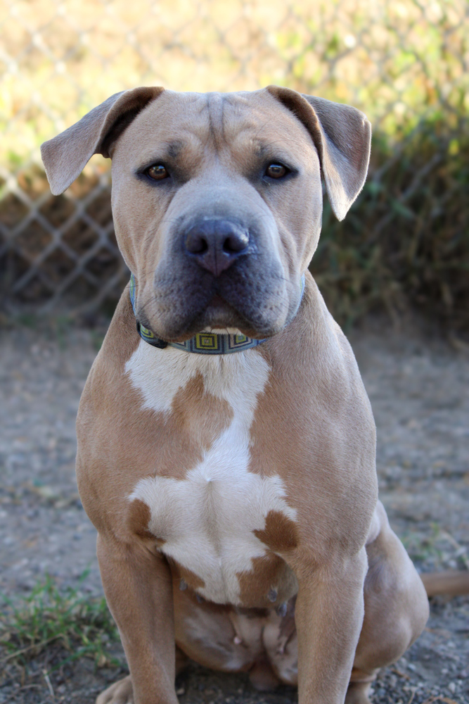 Henny, an adoptable Mixed Breed in Bemidji, MN, 56601 | Photo Image 4