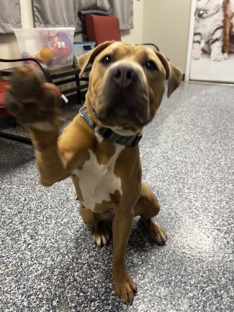 Henny, an adoptable Mixed Breed in Bemidji, MN, 56601 | Photo Image 5