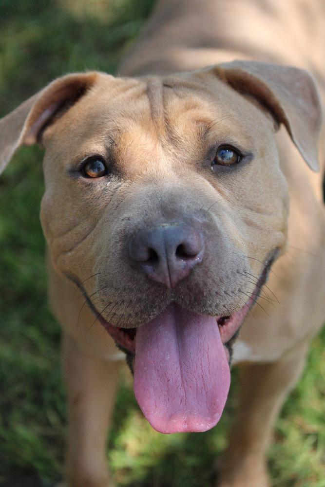 Henny, an adoptable Mixed Breed in Bemidji, MN, 56601 | Photo Image 6