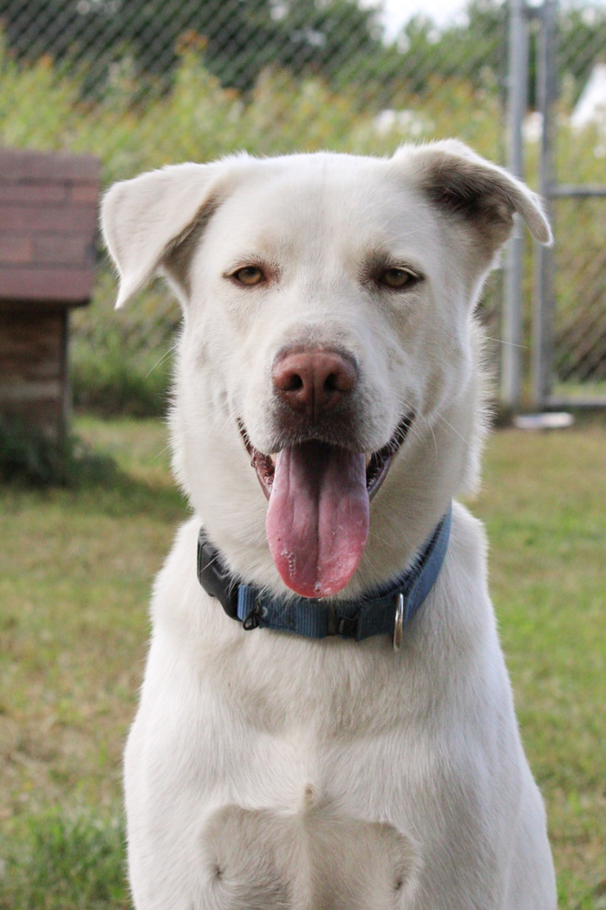 Zeus, an adoptable Mixed Breed, Labrador Retriever in Bemidji, MN, 56601 | Photo Image 1