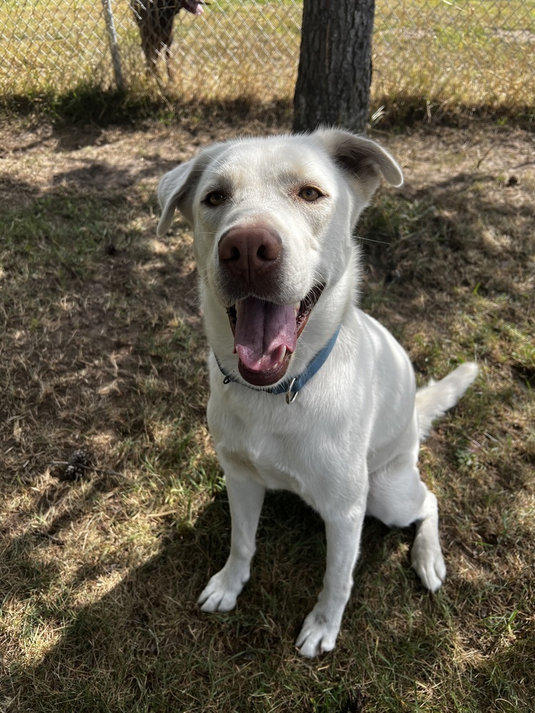 Zeus, an adoptable Mixed Breed, Labrador Retriever in Bemidji, MN, 56601 | Photo Image 2