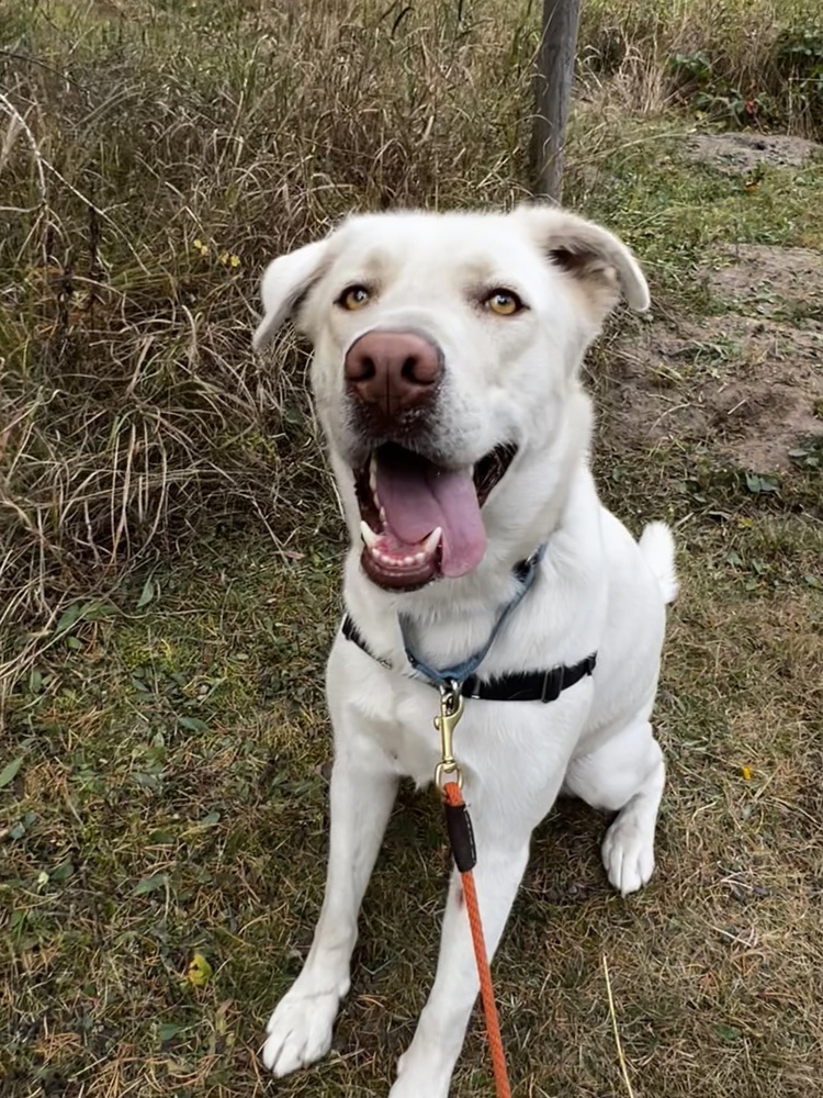 Zeus, an adoptable Mixed Breed, Labrador Retriever in Bemidji, MN, 56601 | Photo Image 2