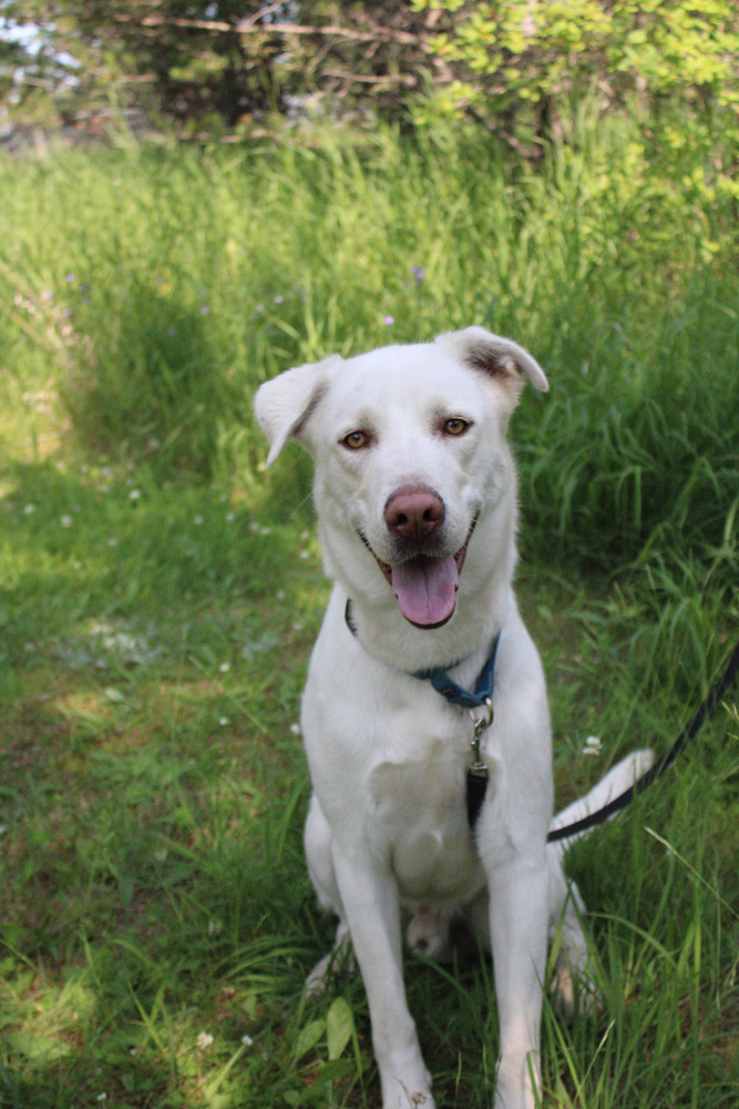 Zeus, an adoptable Mixed Breed, Labrador Retriever in Bemidji, MN, 56601 | Photo Image 3