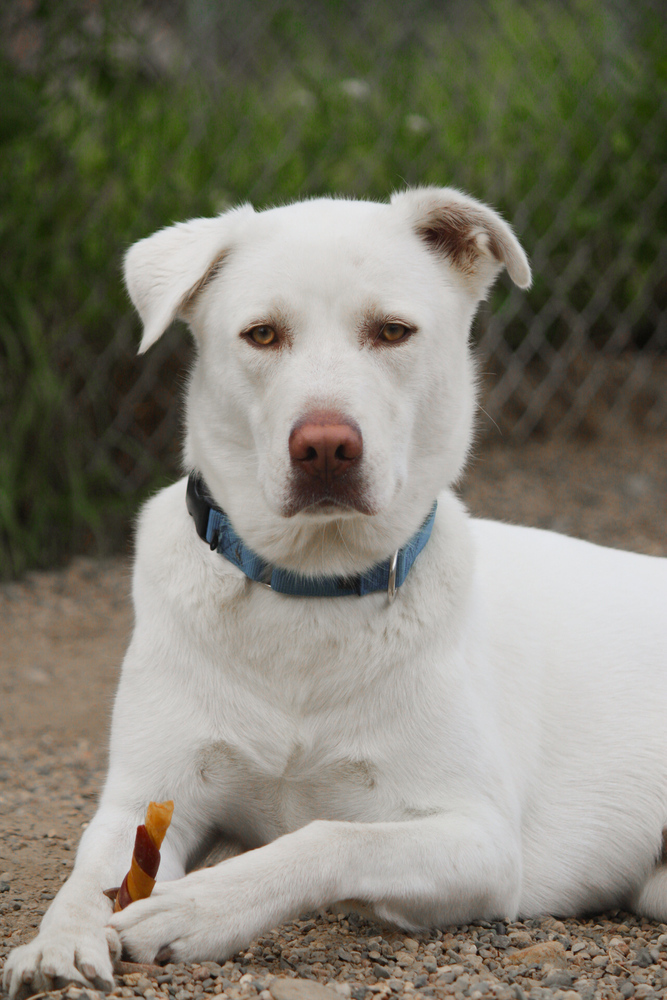 Zeus, an adoptable Mixed Breed, Labrador Retriever in Bemidji, MN, 56601 | Photo Image 4