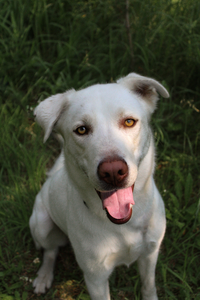 Zeus, an adoptable Mixed Breed, Labrador Retriever in Bemidji, MN, 56601 | Photo Image 5