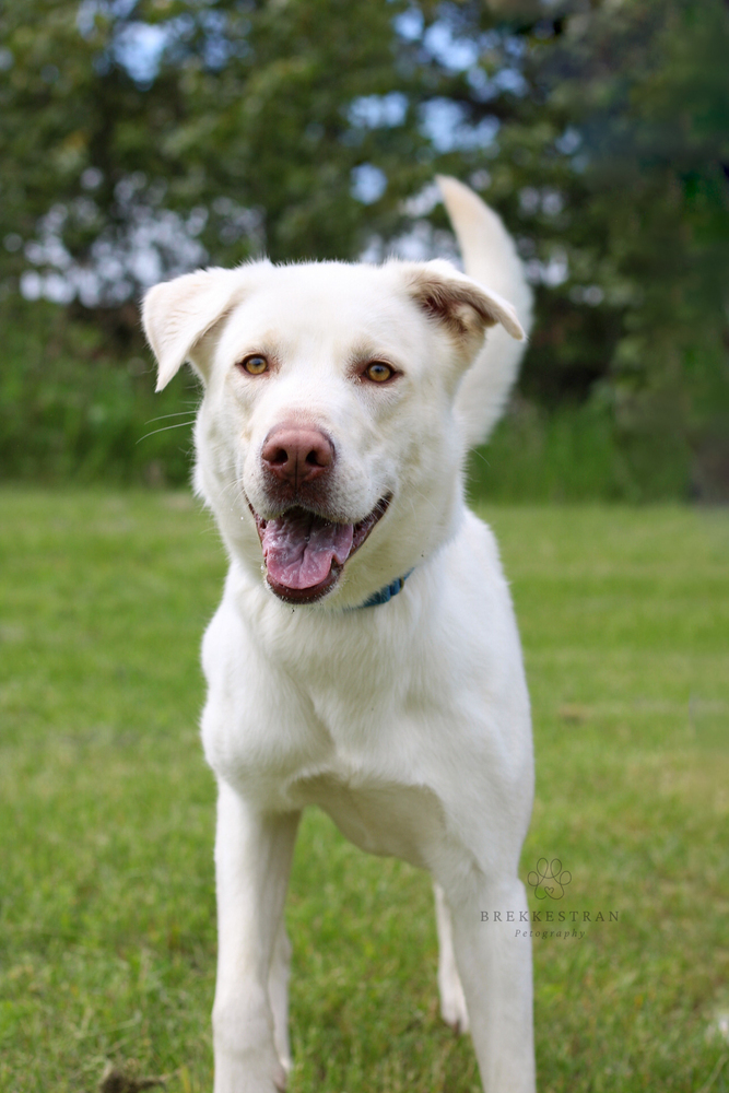 Zeus, an adoptable Mixed Breed, Labrador Retriever in Bemidji, MN, 56601 | Photo Image 6