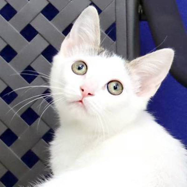 Juliette, an adoptable Domestic Short Hair in Midland, TX, 79706 | Photo Image 1