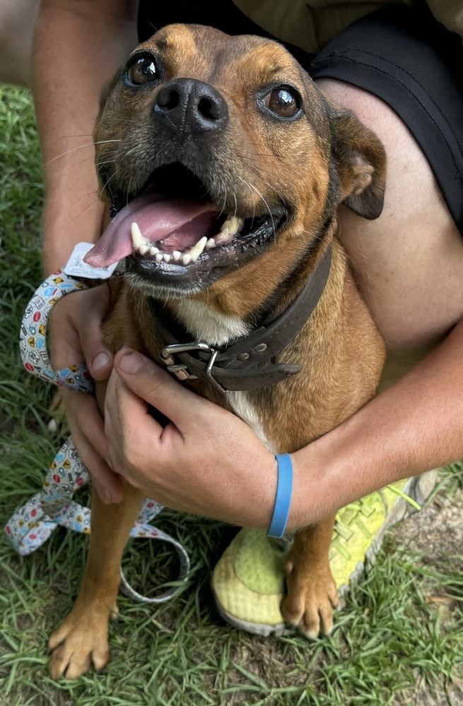Lila, an adoptable Pug, Shepherd in Troy, AL, 36081 | Photo Image 1