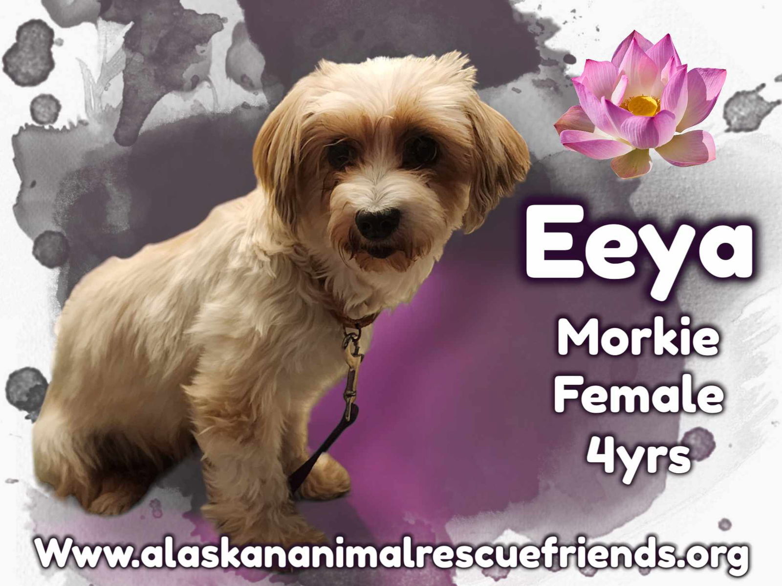 Eeya, an adoptable Yorkshire Terrier, Maltese in Anchorage, AK, 99503 | Photo Image 1