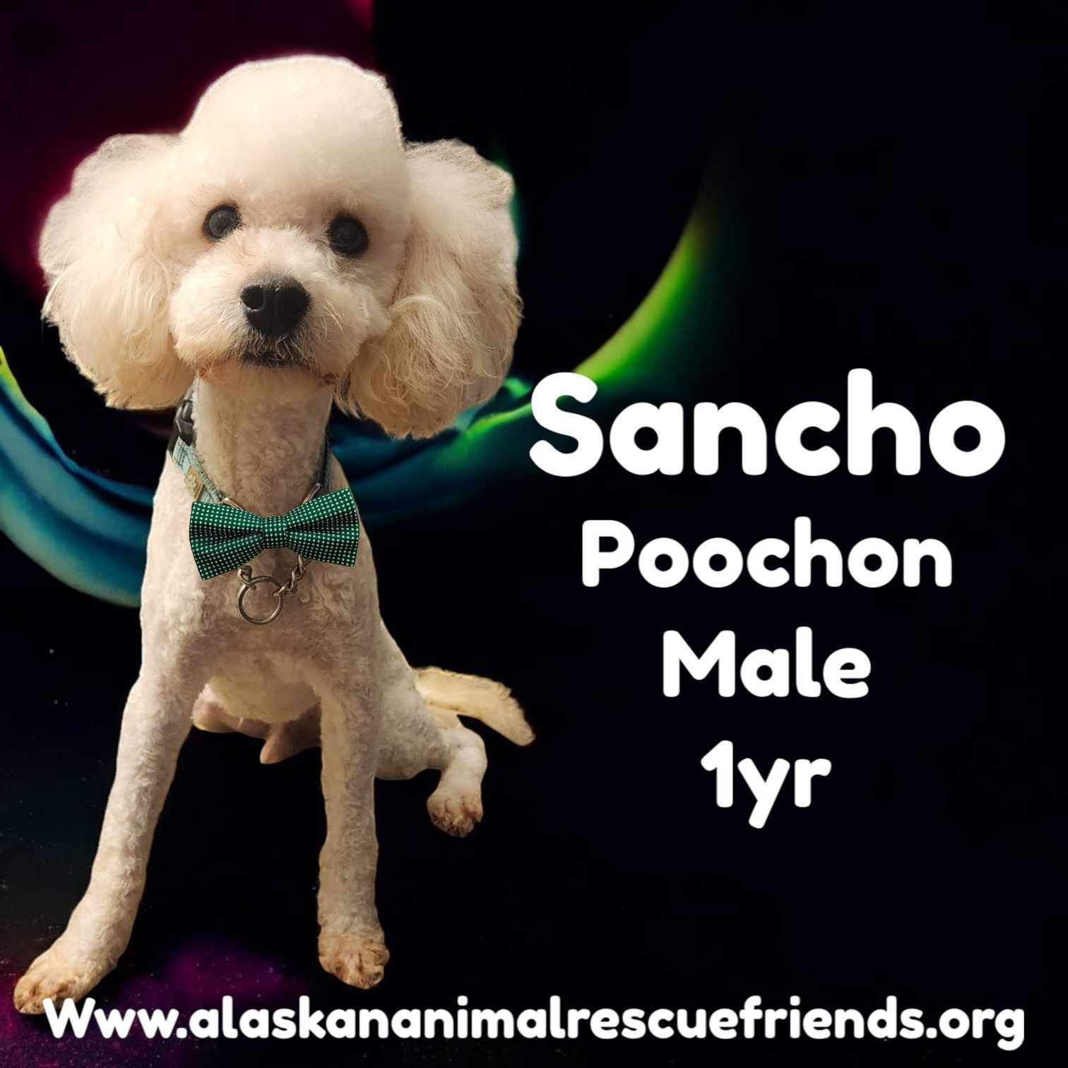 Sancho, an adoptable Standard Poodle, Bichon Frise in Anchorage, AK, 99503 | Photo Image 1