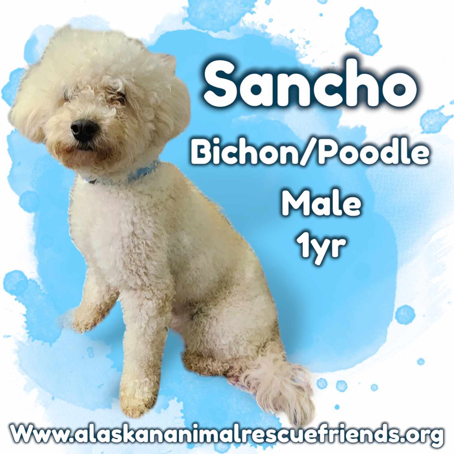 Sancho, an adoptable Standard Poodle, Bichon Frise in Anchorage, AK, 99503 | Photo Image 2