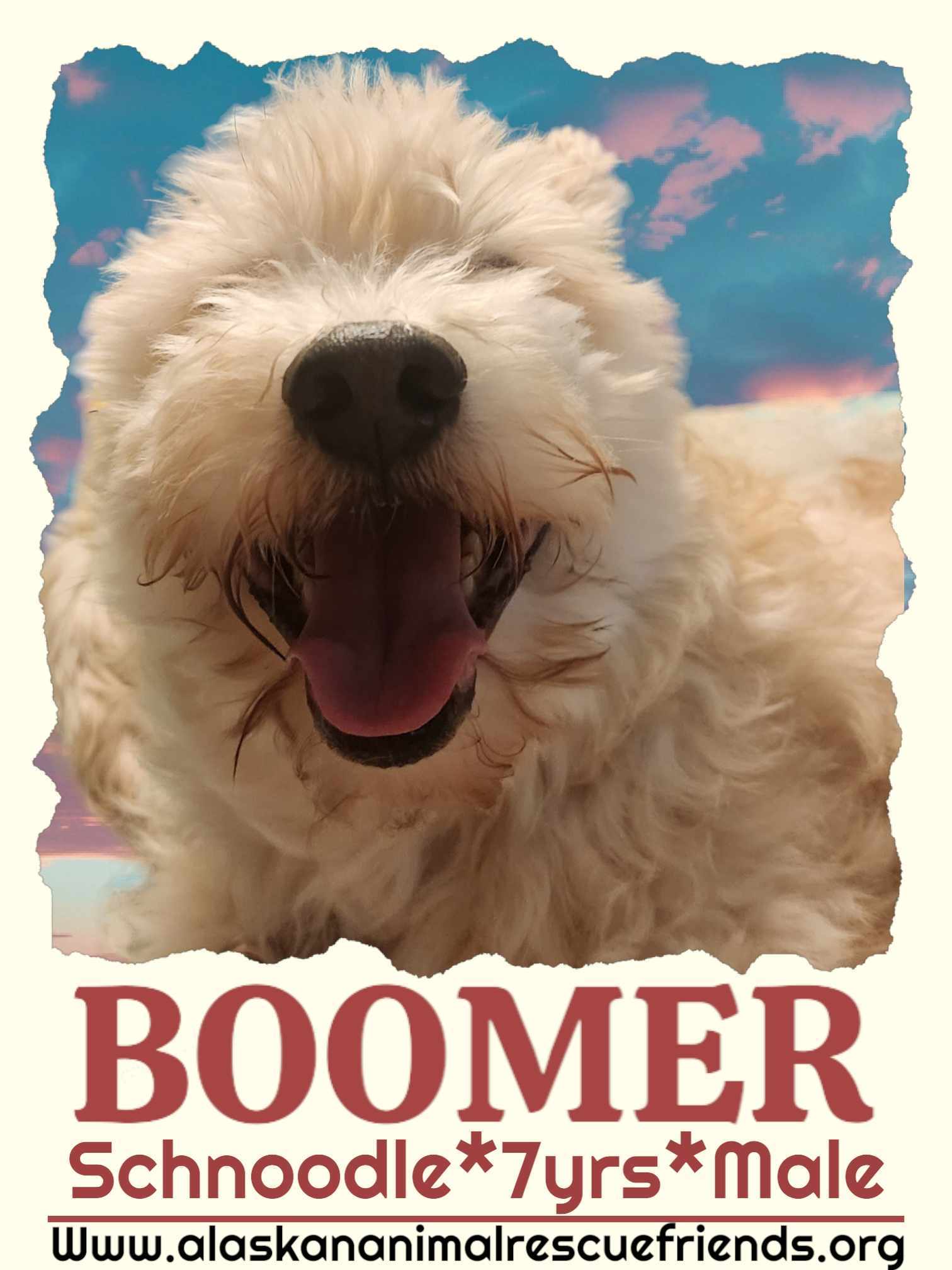 Boomer, an adoptable Schnauzer, Standard Poodle in Anchorage, AK, 99503 | Photo Image 1