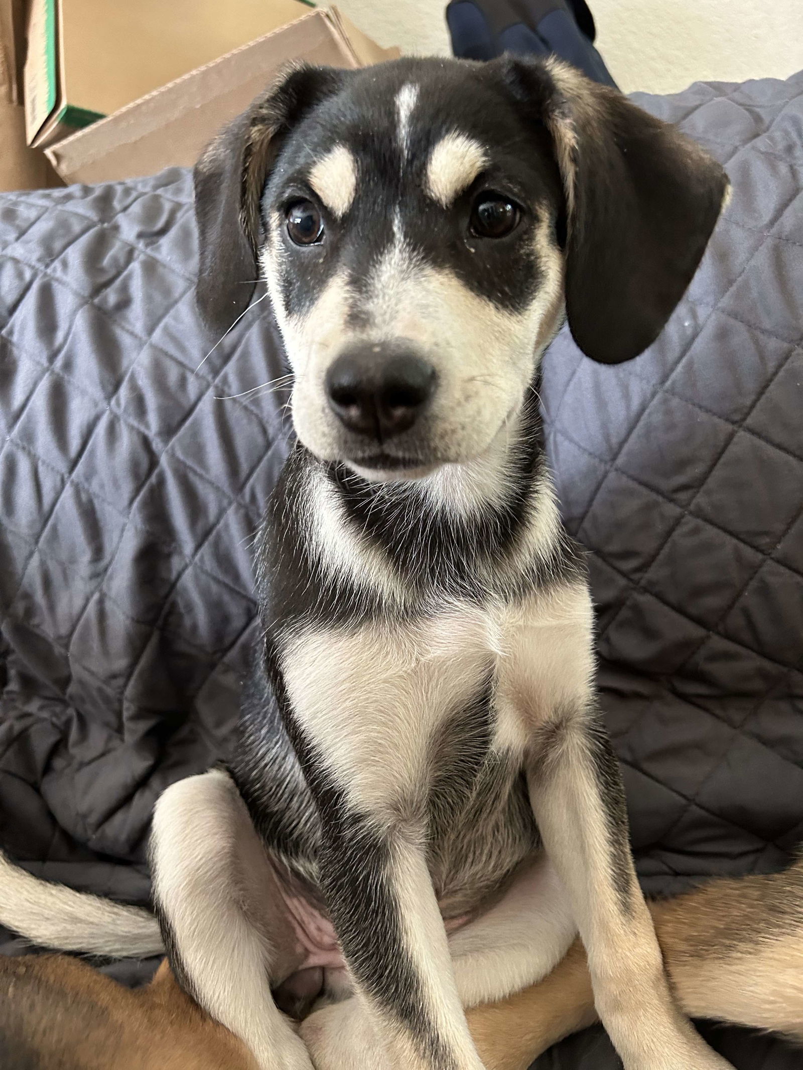 Ghost, an adoptable Retriever, Husky in Anchorage, AK, 99503 | Photo Image 1