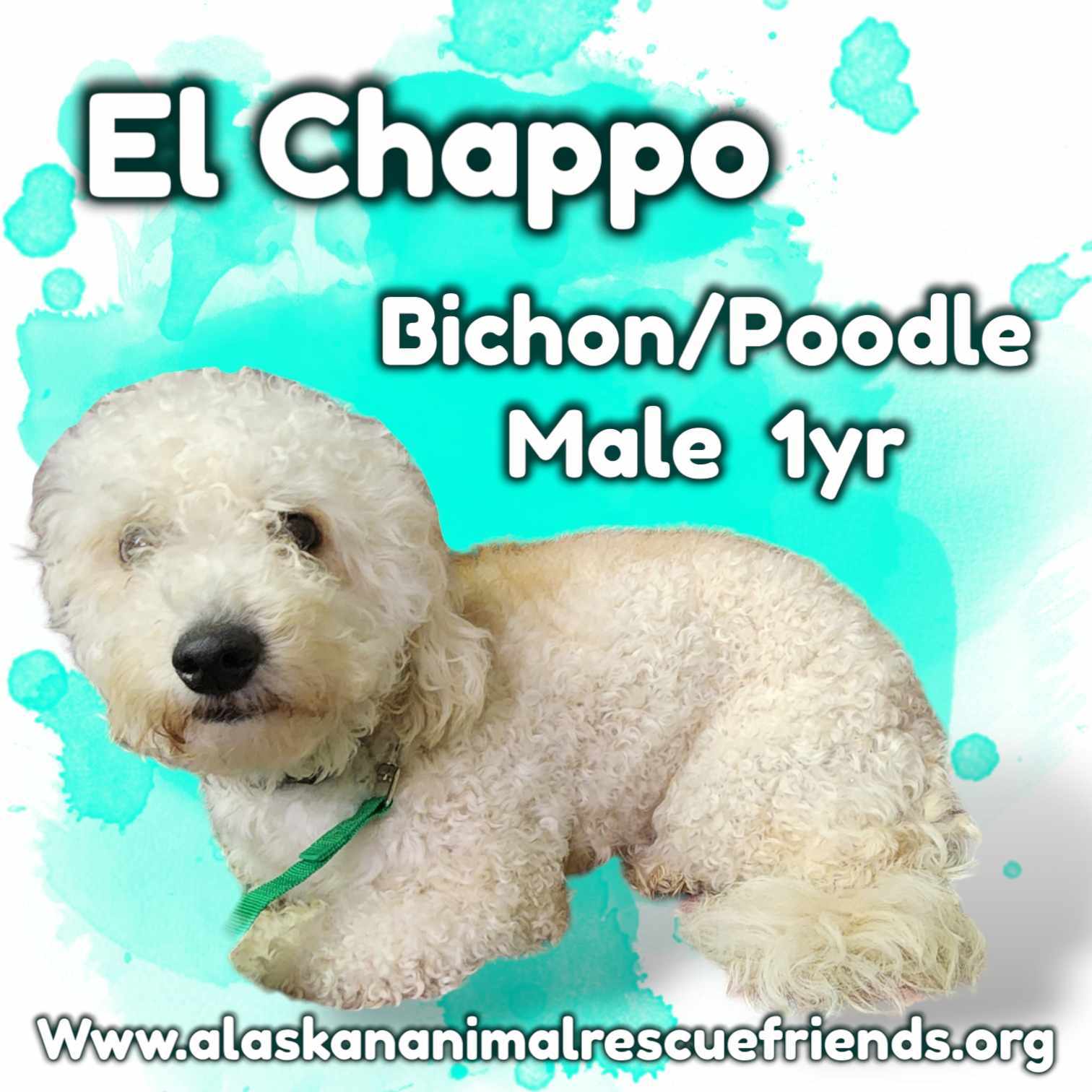 El Chapo, an adoptable Bichon Frise, Standard Poodle in Anchorage, AK, 99503 | Photo Image 1