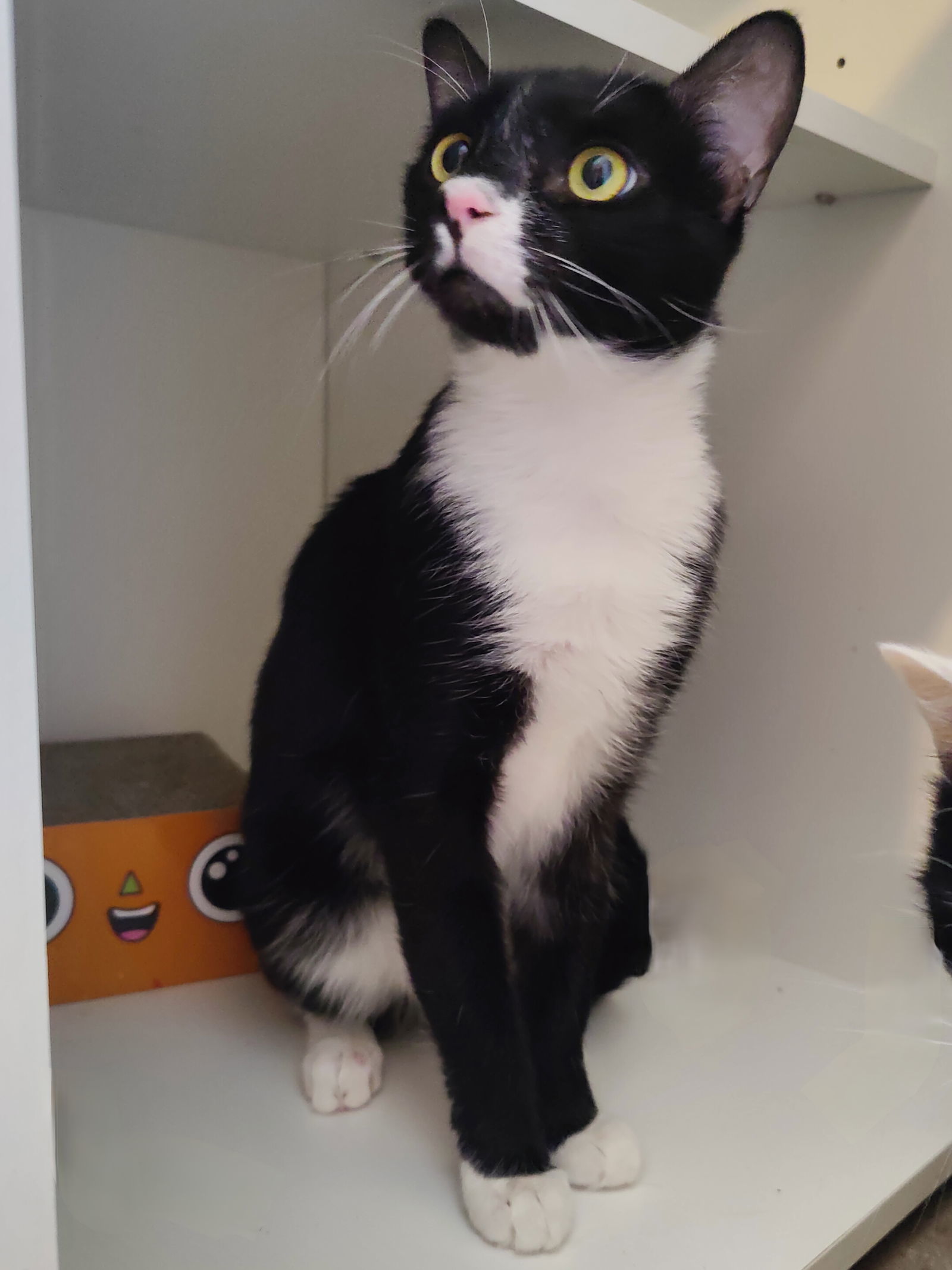 Halla, an adoptable Domestic Short Hair in Phoenix, AZ, 85023 | Photo Image 1