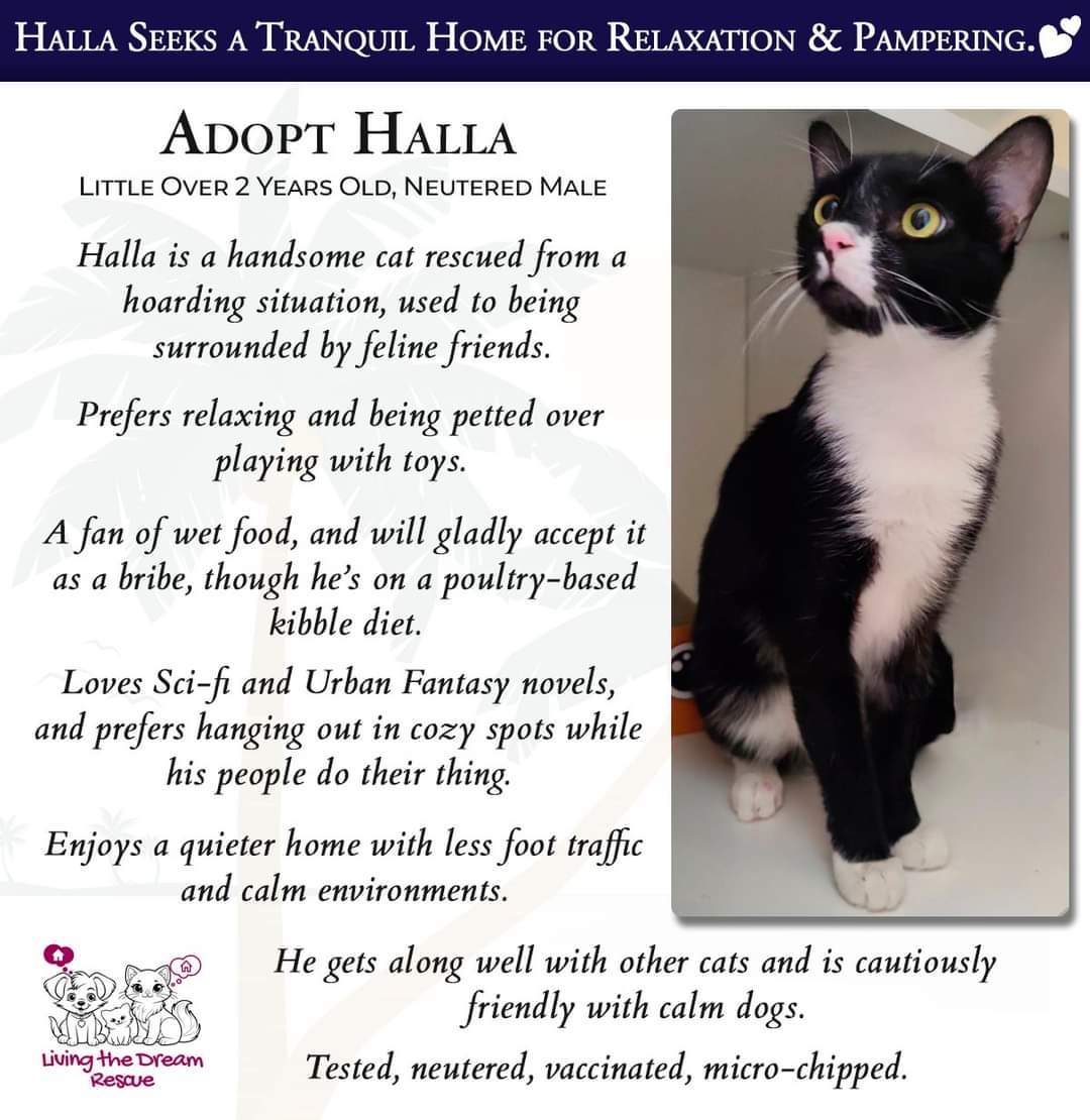 Halla, an adoptable Domestic Short Hair in Phoenix, AZ, 85023 | Photo Image 2