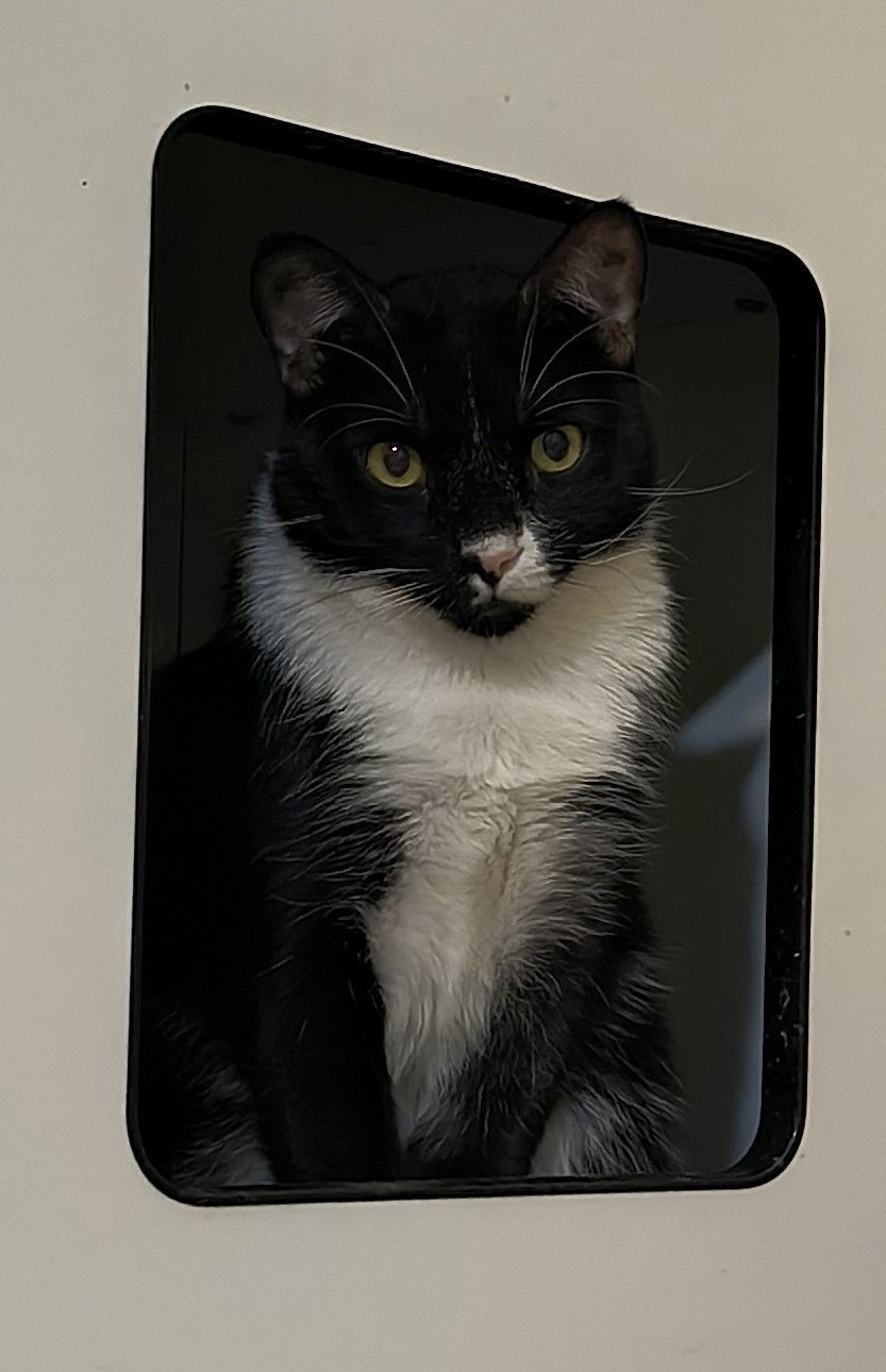 Halla, an adoptable Domestic Short Hair in Phoenix, AZ, 85023 | Photo Image 3