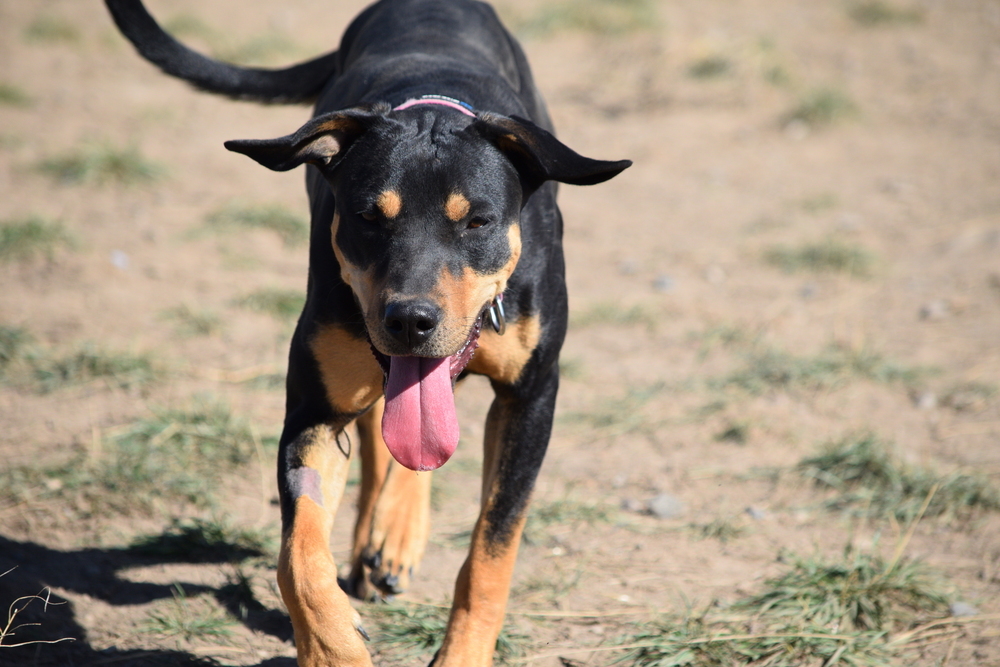 Lilah, an adoptable American Staffordshire Terrier, Hound in Salmon, ID, 83467 | Photo Image 1