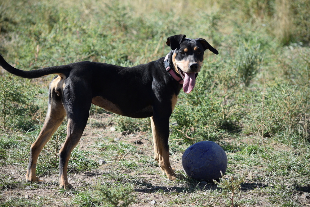 Lilah, an adoptable American Staffordshire Terrier, Hound in Salmon, ID, 83467 | Photo Image 3