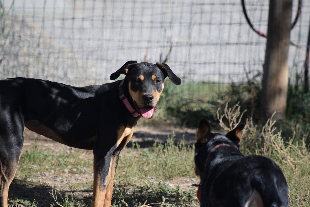 Lilah, an adoptable American Staffordshire Terrier, Hound in Salmon, ID, 83467 | Photo Image 4