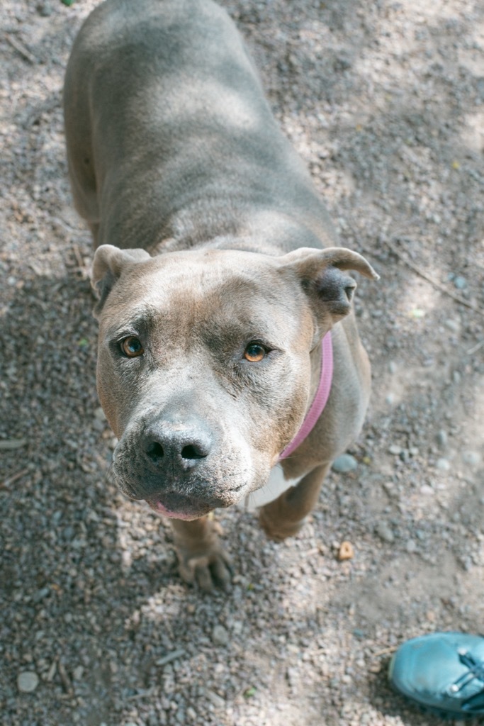 Storm, an adoptable Pit Bull Terrier in Rock Springs, WY, 82901 | Photo Image 1