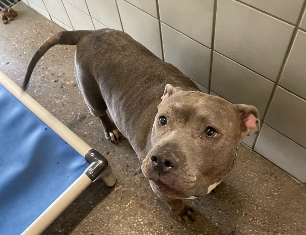 Storm, an adoptable Pit Bull Terrier in Rock Springs, WY, 82901 | Photo Image 2