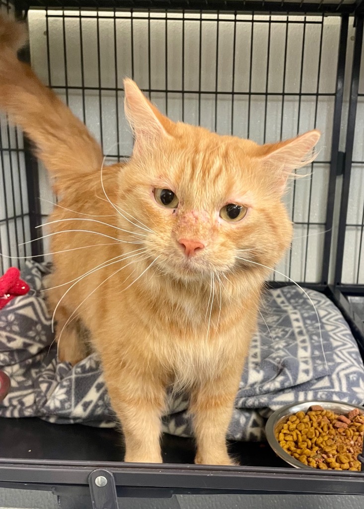 Molly Weasley, an adoptable Domestic Medium Hair in Rock Springs, WY, 82901 | Photo Image 1